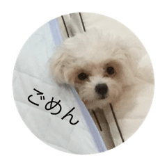 [LINEスタンプ] My dog sanpei