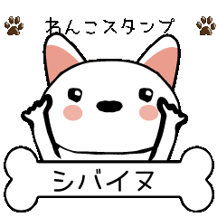 [LINEスタンプ] 柴犬(白)ごあいさつスタンプ☆彡第一弾！