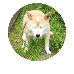 [LINEスタンプ] 柴犬はち その2