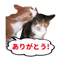 [LINEスタンプ] ねこ兄妹 おあげとおこげ