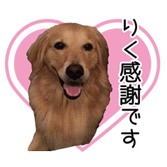 [LINEスタンプ] ゴールデンなりくちゃんvol.3