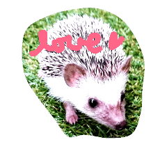 [LINEスタンプ] hedgehoglovepuchhi