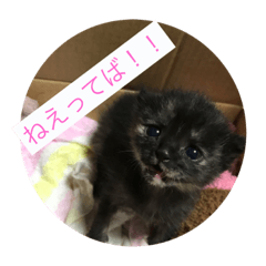 [LINEスタンプ] catcatcute catcatcute