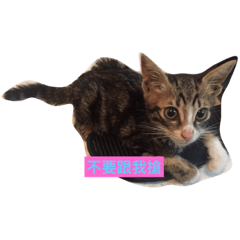 [LINEスタンプ] Hana cat meow