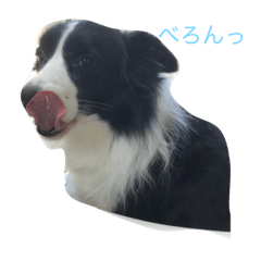 [LINEスタンプ] きままなボダコ