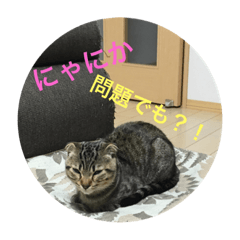 [LINEスタンプ] ミミたれにゃん