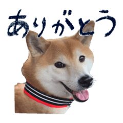 [LINEスタンプ] 柴犬りんちゃん！スタンプ
