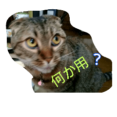 [LINEスタンプ] ねこmaru