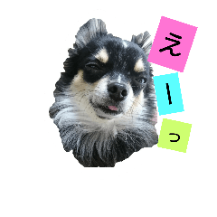 [LINEスタンプ] チワワのコロンくん