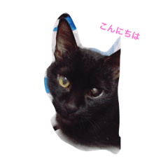 [LINEスタンプ] ねこのあいちゃん