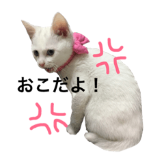 [LINEスタンプ] 白猫君の日常会話