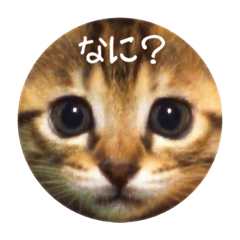 [LINEスタンプ] ねこのゆうちゃん