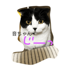 [LINEスタンプ] 音ねこ