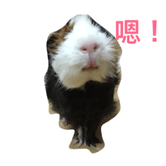 [LINEスタンプ] Guinea pig M-Mickey