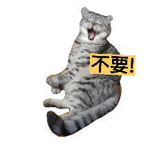 [LINEスタンプ] Kitty Cat ＆ Fatty Cat