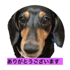 [LINEスタンプ] dog and cat and dog