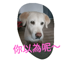 [LINEスタンプ] Q dog No.2