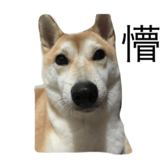 [LINEスタンプ] Haru dog daily life