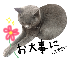 [LINEスタンプ] よく使う敬語 丁寧語 灰色猫 みさお 40個版の画像（メイン）