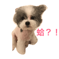 [LINEスタンプ] Dog Dog！