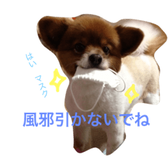 [LINEスタンプ] Shibata's chyachya