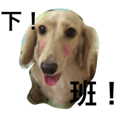 [LINEスタンプ] crazy dog-Fluffy