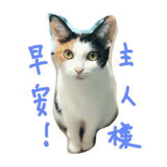 [LINEスタンプ] マウミ