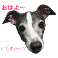 [LINEスタンプ] シェルビアット イタグレ