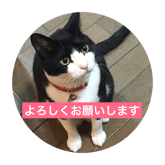 [LINEスタンプ] 家族用猫スタンプ