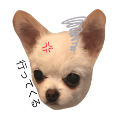 [LINEスタンプ] チワワChihuahuaちわわ