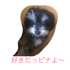 [LINEスタンプ] チワプー のピナ子