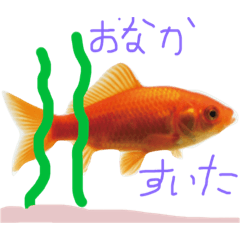 [LINEスタンプ] 金魚のひとりごと