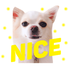 [LINEスタンプ] dog's coco sticker！！