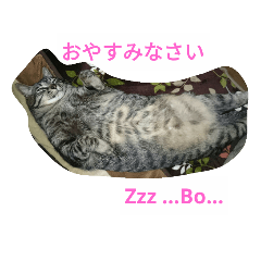 [LINEスタンプ] 猫川家