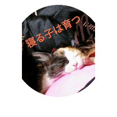 [LINEスタンプ] 猫川家No. 2