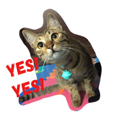 [LINEスタンプ] cute cat sweetie