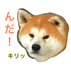 [LINEスタンプ] 秋田犬ひなたの秋田弁でアピール