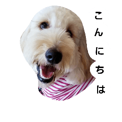 [LINEスタンプ] ゴールデンドゥードル 日常会話.1の画像（メイン）