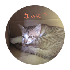 [LINEスタンプ] ねこちゃんスタンプだよ