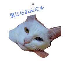 [LINEスタンプ] ただの猫です…