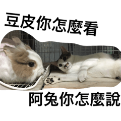 [LINEスタンプ] Rabbit＆cat Together