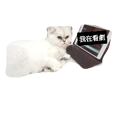 [LINEスタンプ] Hi.I Am cat.You know？