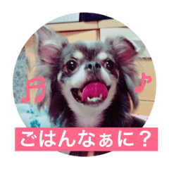 [LINEスタンプ] チワワのしーたん