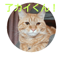 [LINEスタンプ] kaikoma