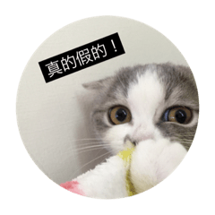 [LINEスタンプ] cat faces smile
