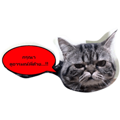 [LINEスタンプ] Thung Ngoen