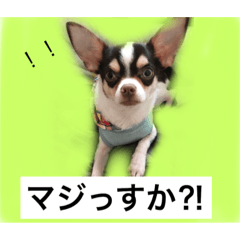 [LINEスタンプ] チワワ ワンコ
