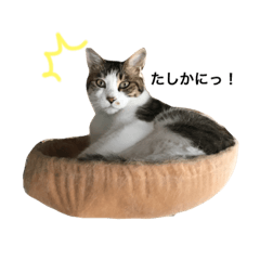[LINEスタンプ] 大圖家の猫