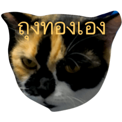 [LINEスタンプ] tungtongcat