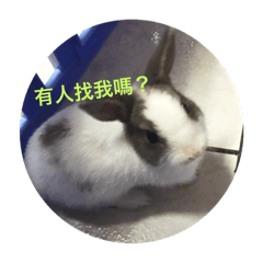 [LINEスタンプ] Rudy Rabbit